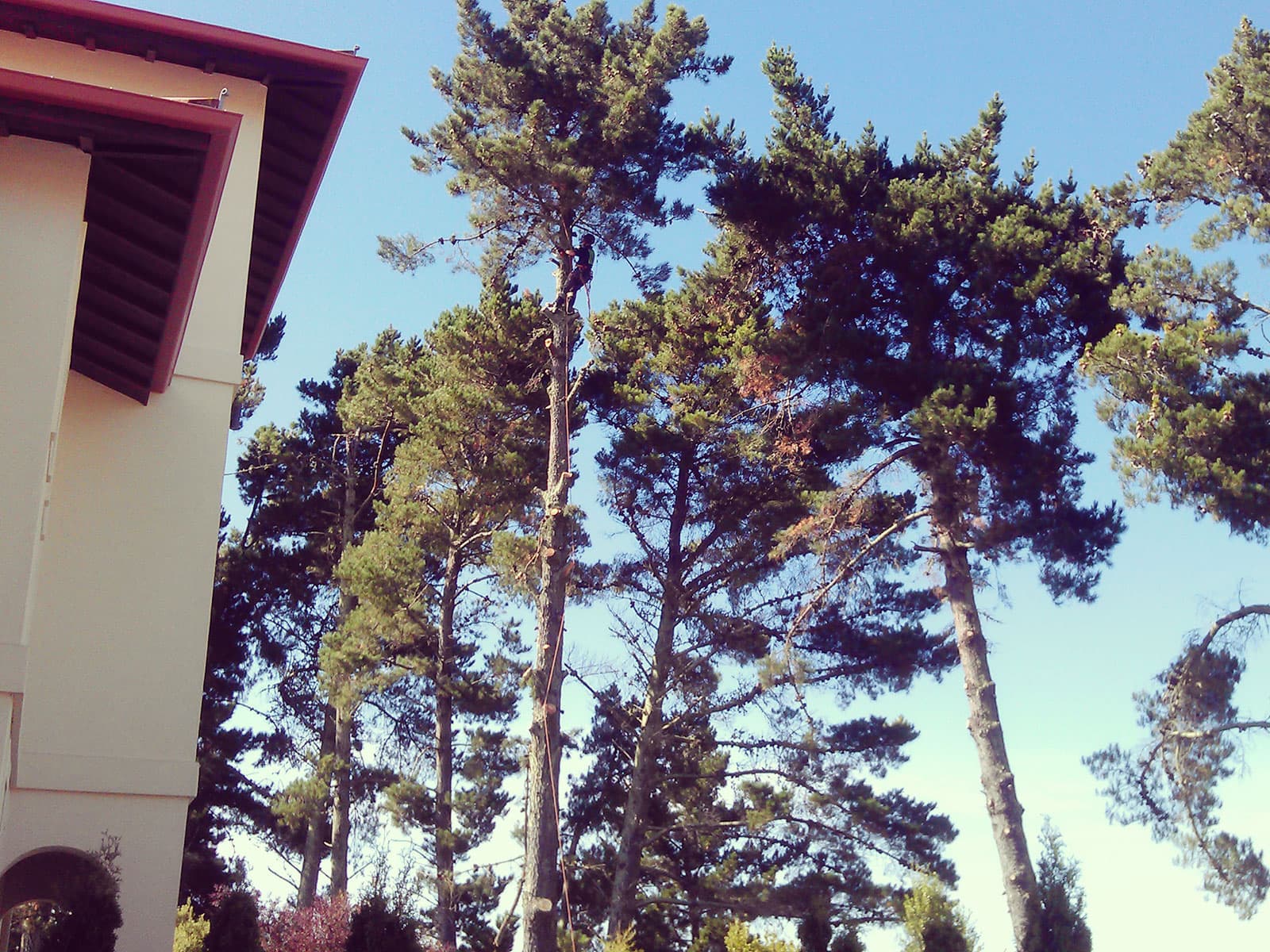 Do Trees Increase The Market Value Of A Property? services from Nelson Tree Specialists