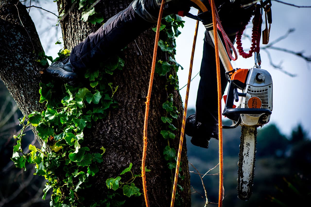 An Arborist is an individual who is trained in the art and science of planting, removing, caring for and maintaining trees.