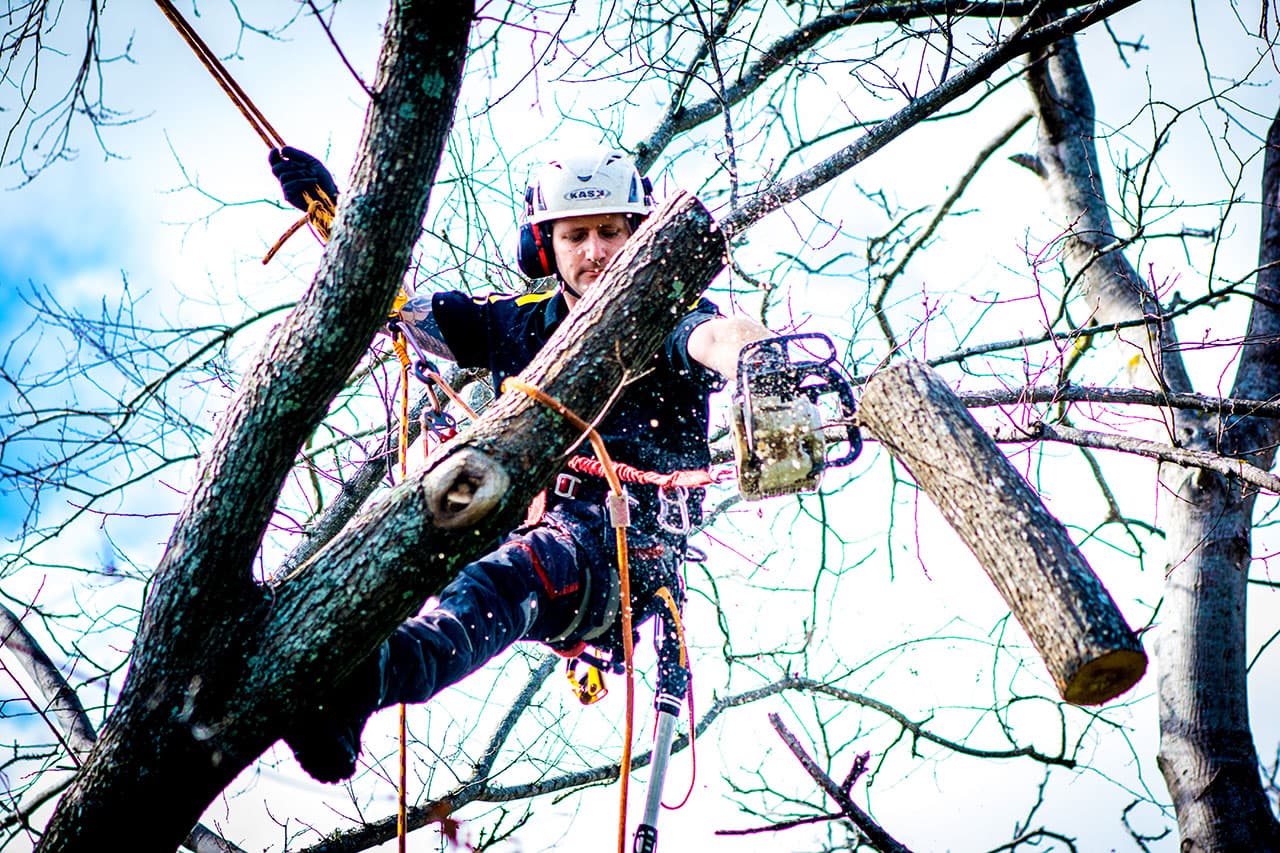 Planting & Transplanting services from Nelson Tree Specialists