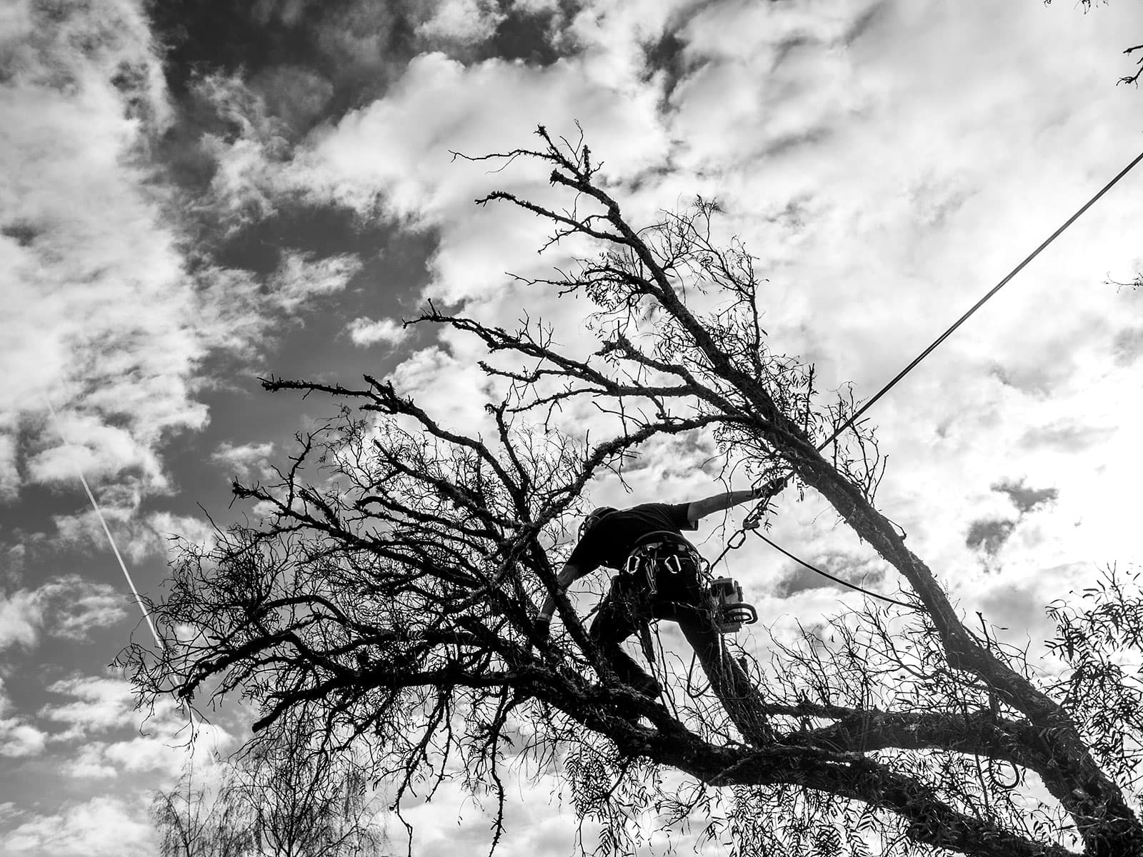 Pruning or removing trees can be dangerous work and should only be done by those trained and equipped to work safely in trees.