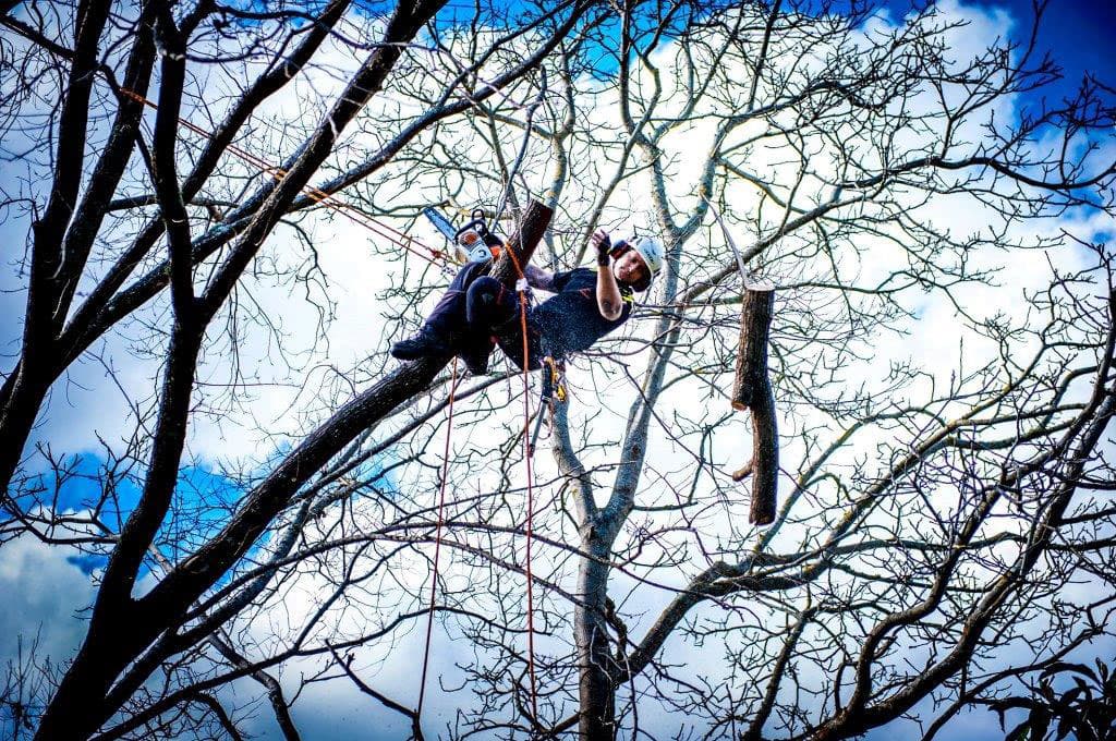 Thinning & Pruning services from Nelson Tree Specialists