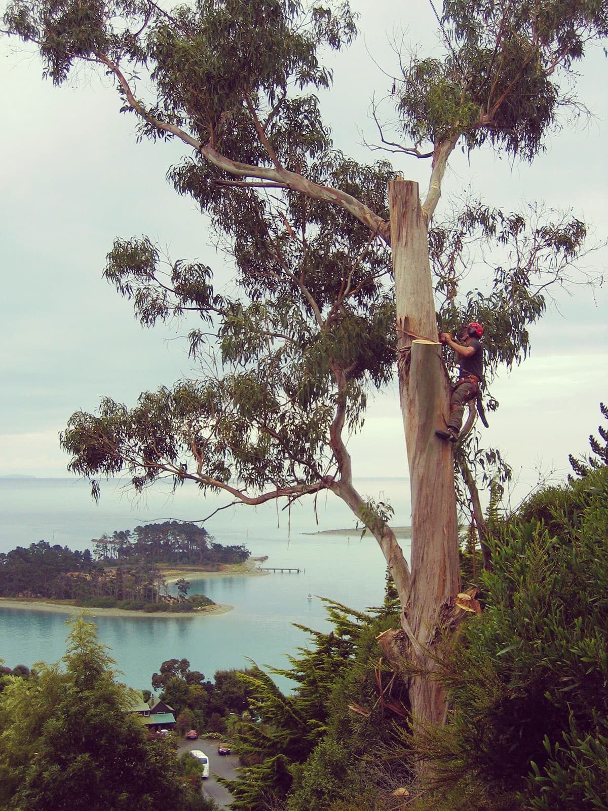 Tree Removals services from Nelson Tree Specialists