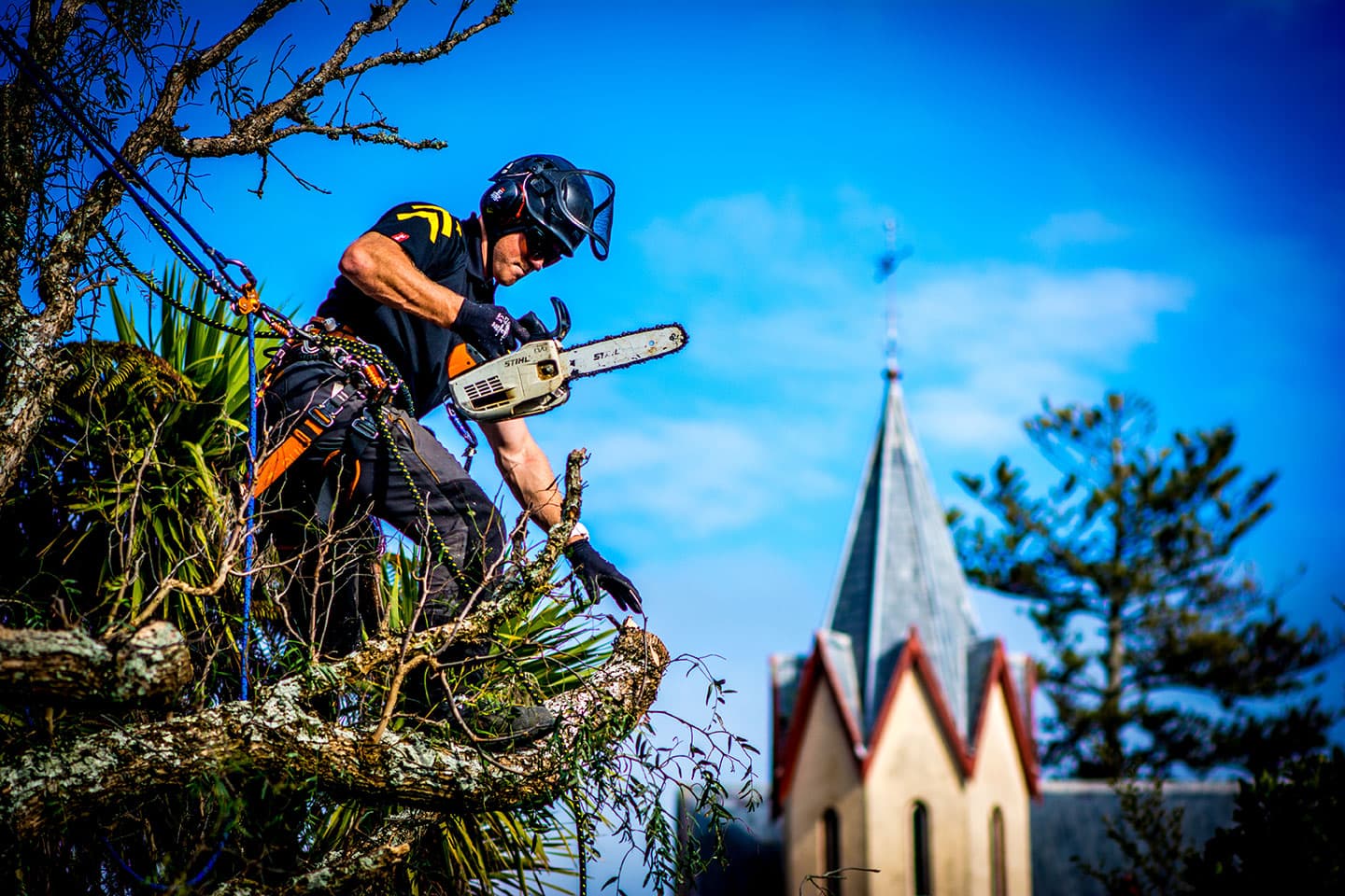 Tree thinning & pruning service from Nelson Tree Specialists