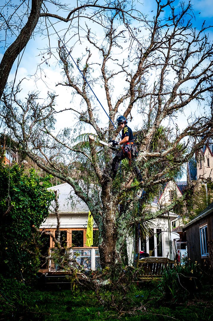 man cutting trees in front of house