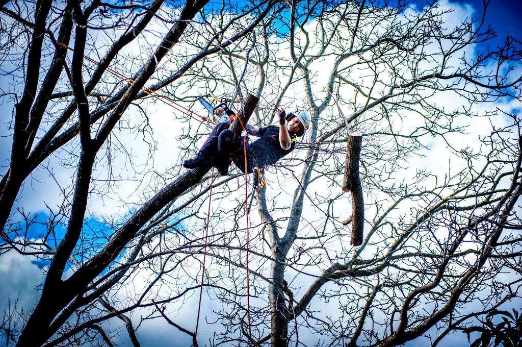 Thinning & Pruning, Nelson Tree Specialists
